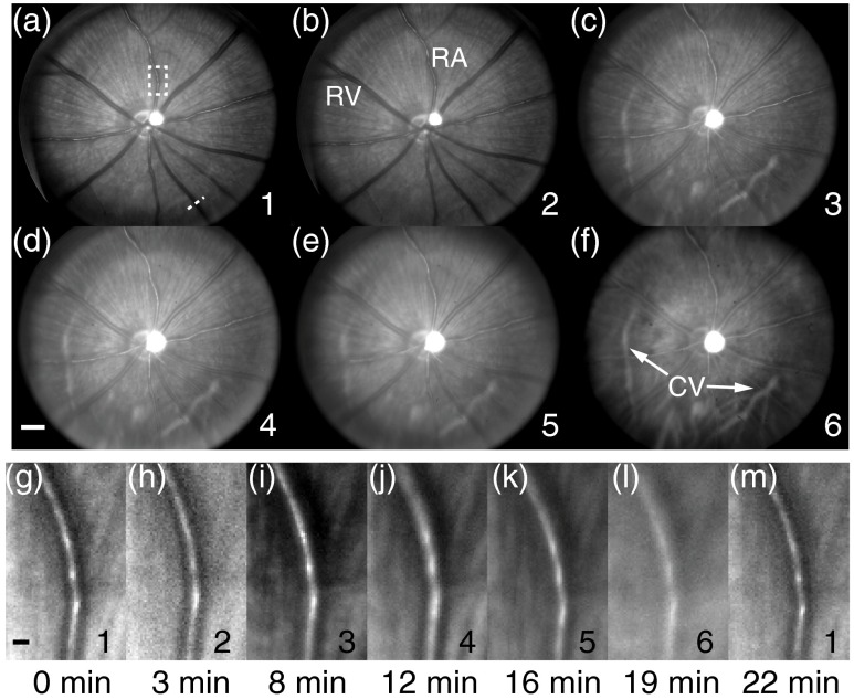 Fig. 4