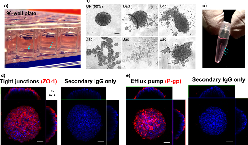 Figure 2|