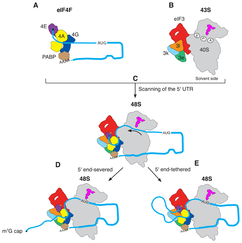 Fig. 6