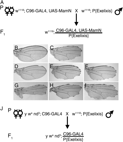 Figure 1.—