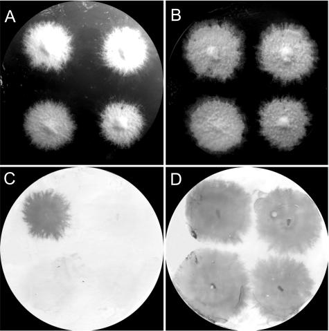 FIG. 2.