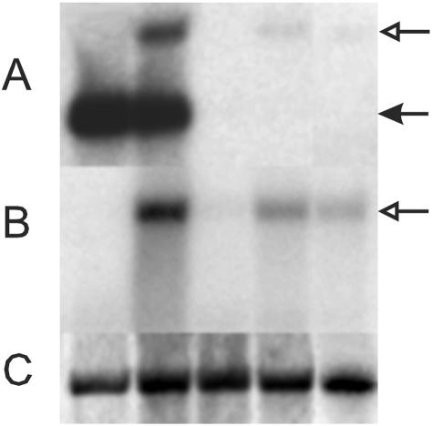 FIG. 5.