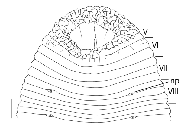 Figure 3c.