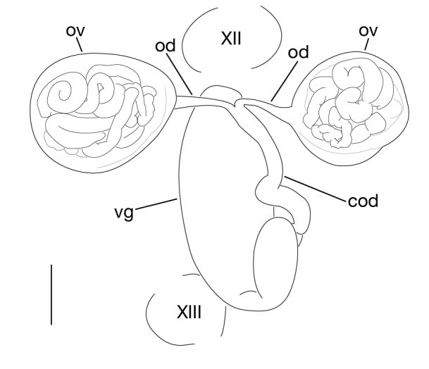 Figure 8a.