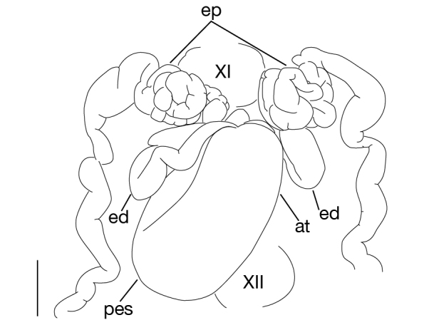 Figure 7a.