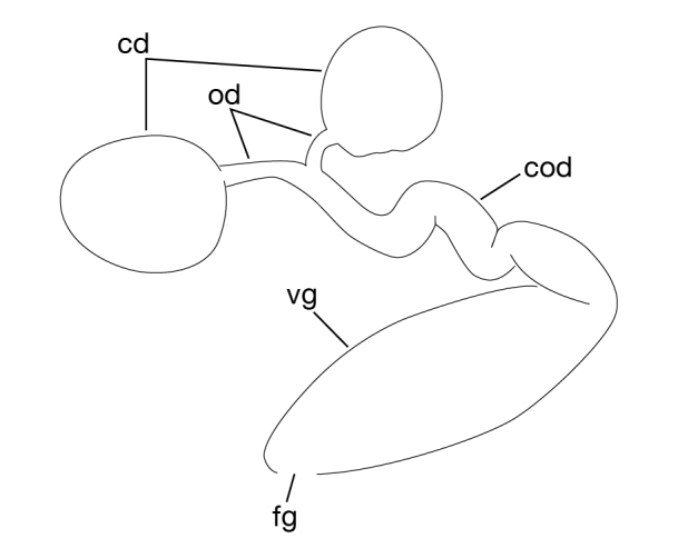 Figure 8b.