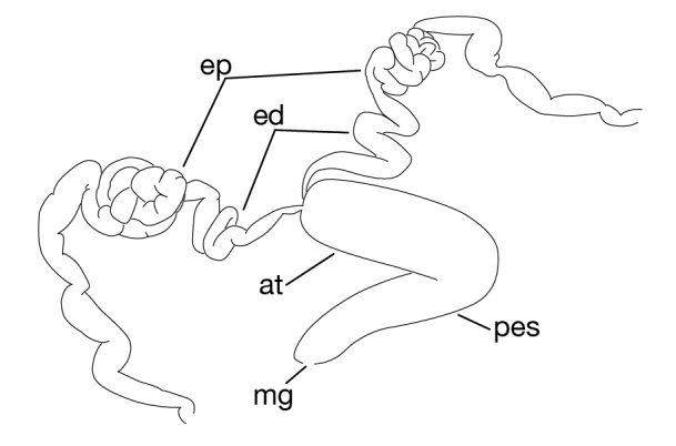 Figure 7b.