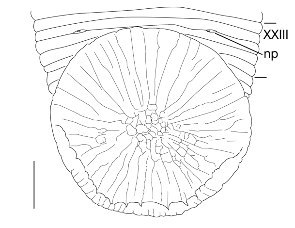 Figure 5b.