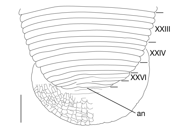 Figure 5a.