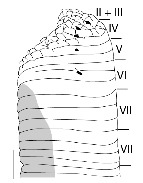 Figure 3b.