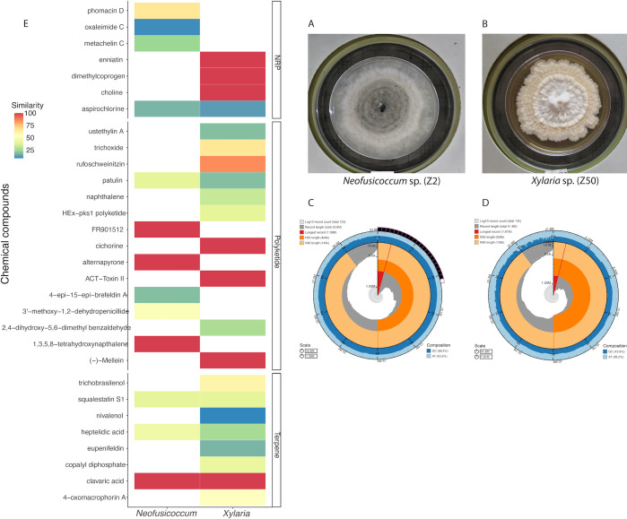 The bar graph compares chemical compounds in Neofusicoccum sp. and Xylaria sp., emphasizing similarities. Petri dish images display colony morphology, and circular diagrams illustrate gene cluster organization and related biosynthetic pathways.