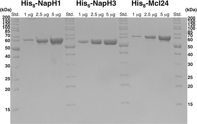 Fig. 2