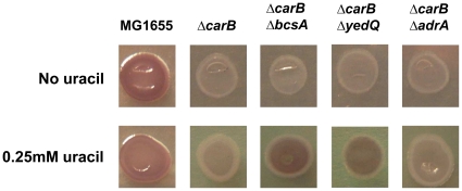 Figure 5