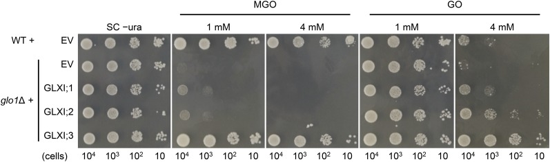 Figure 5.