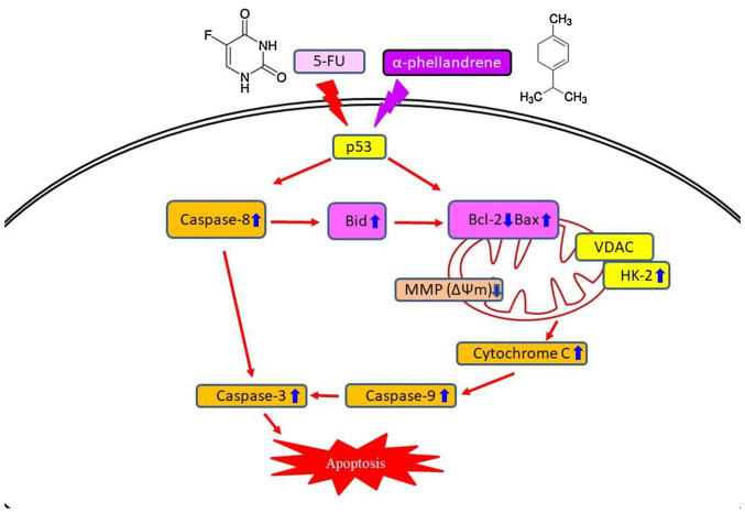 Figure 5.