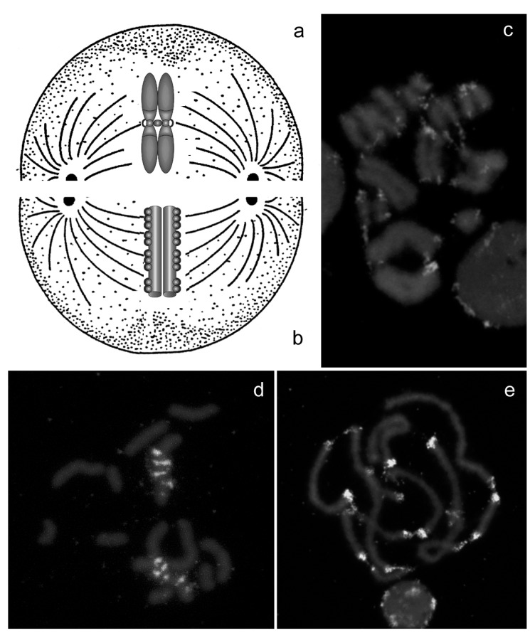 Fig. (1)