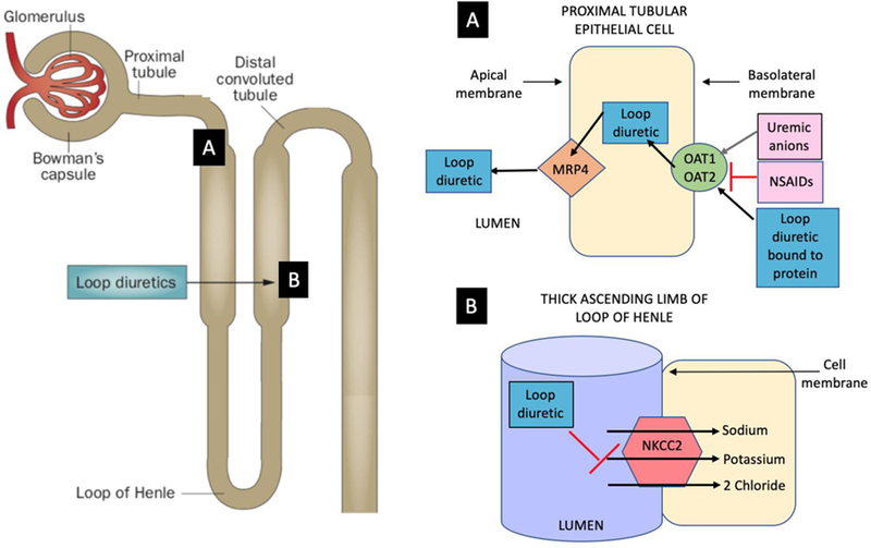 Fig 1.