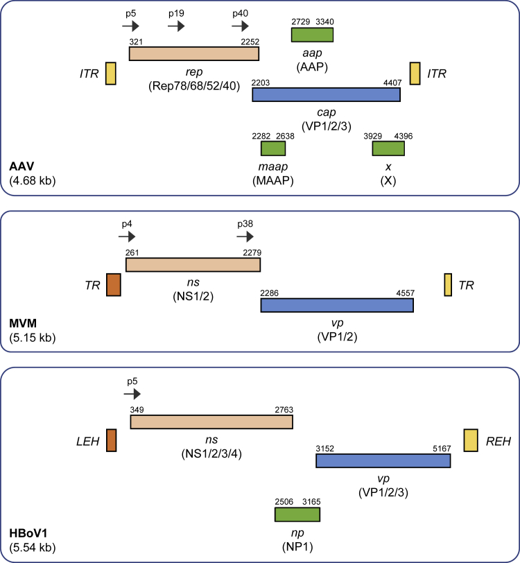 Figure 1