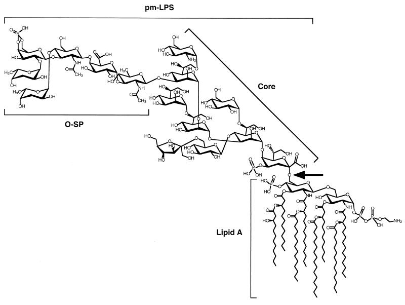 FIG. 1