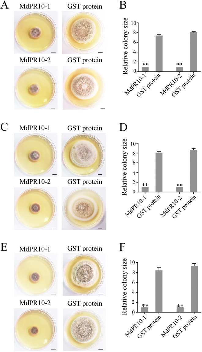 Fig. 6