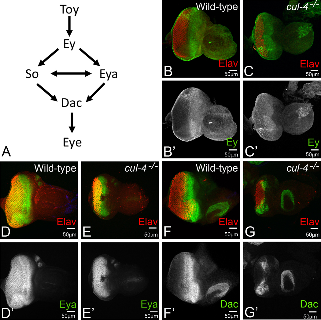 Fig.3