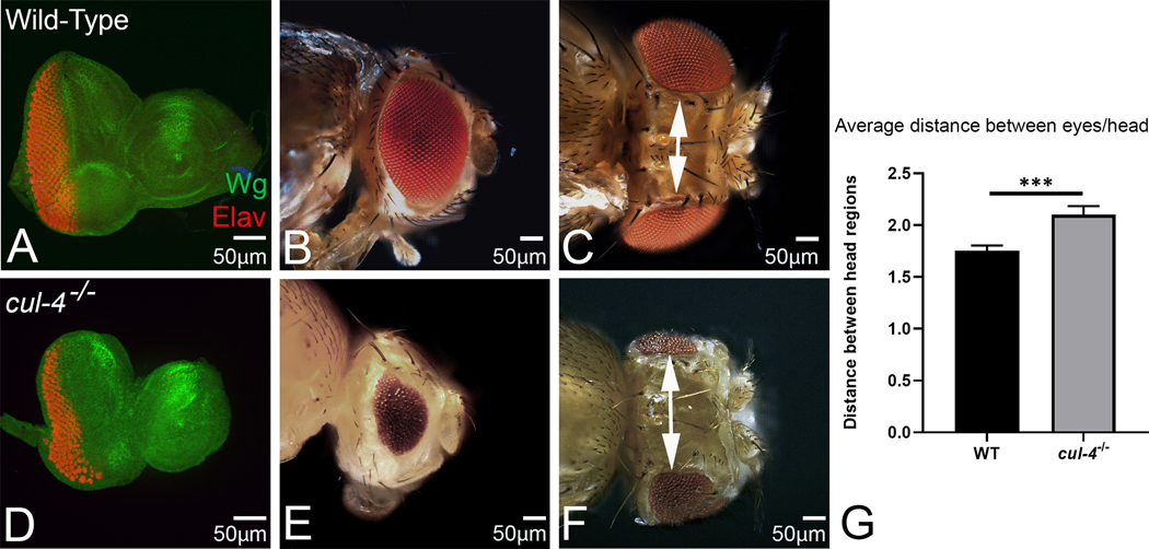 Fig.1