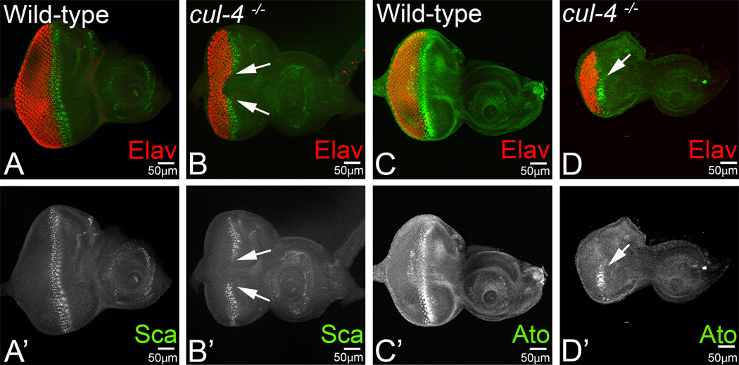 Fig.4