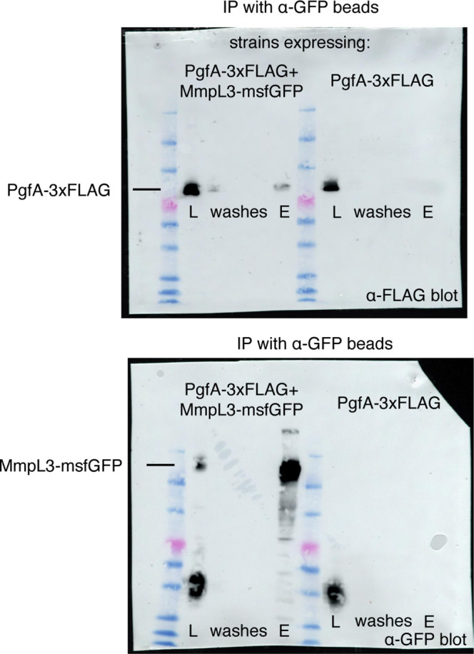 Figure 2—figure supplement 2.