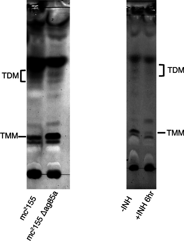 Figure 3—figure supplement 3.