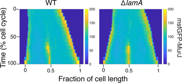 Figure 2—figure supplement 3.