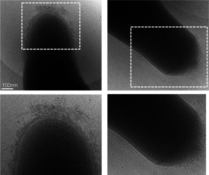 Figure 2—figure supplement 1.