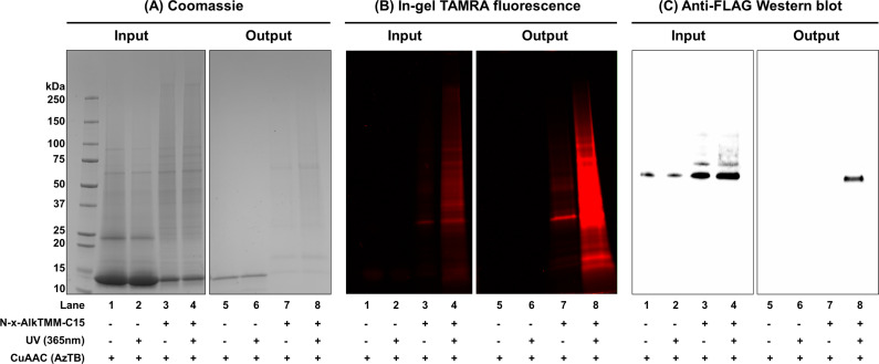 Figure 3—figure supplement 1.