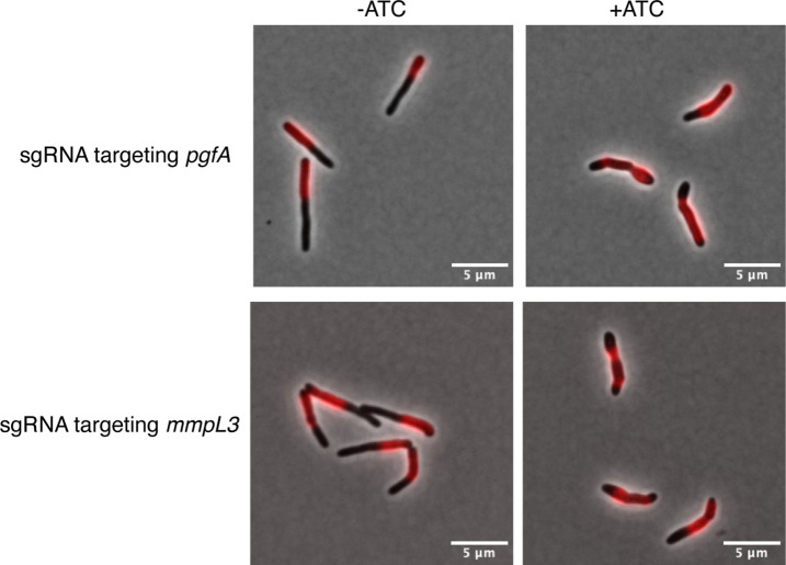 Figure 1—figure supplement 2.