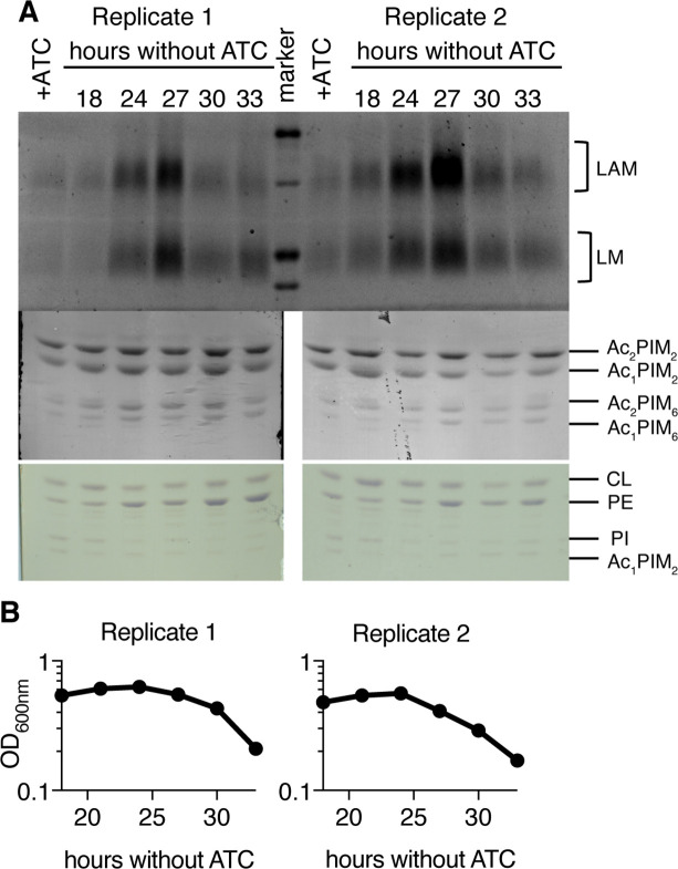 Figure 4—figure supplement 1.