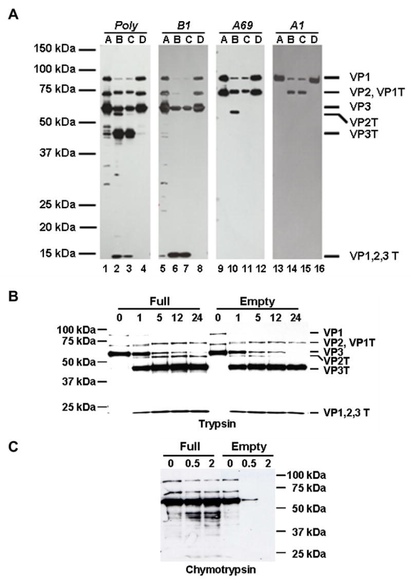 Fig. 5