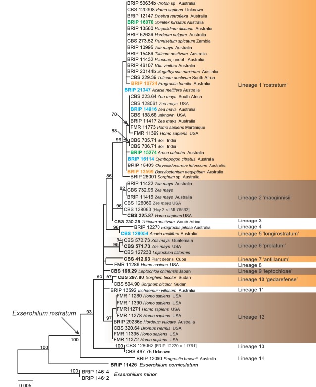 Fig. 17.