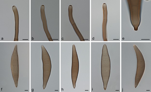 Fig. 20.