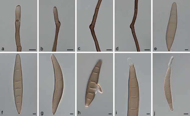 Fig. 24.