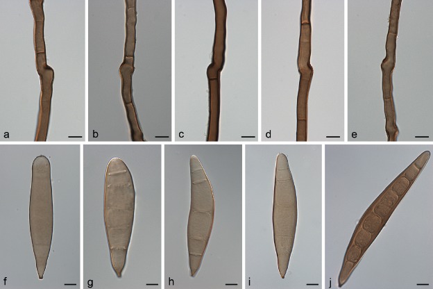 Fig. 21.