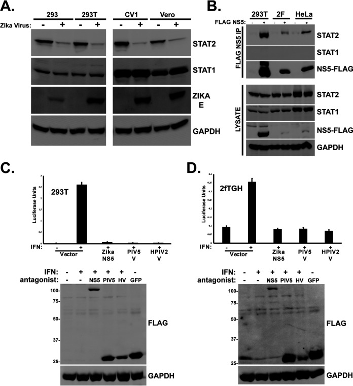 FIG 1