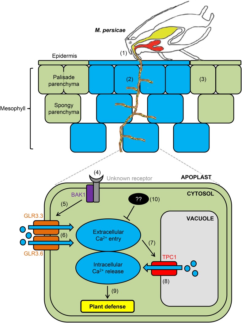 Figure 11.