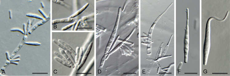 Fig. 14.