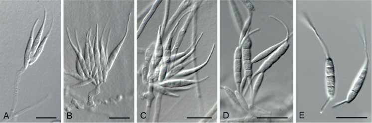 Fig. 15.