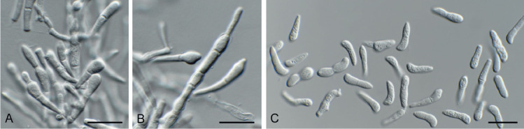 Fig. 10.