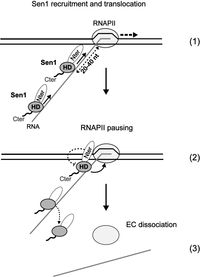 Figure 7.