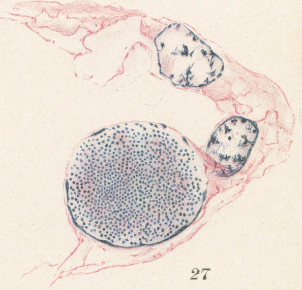 Fig. 27