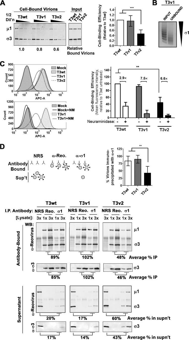 FIG 2