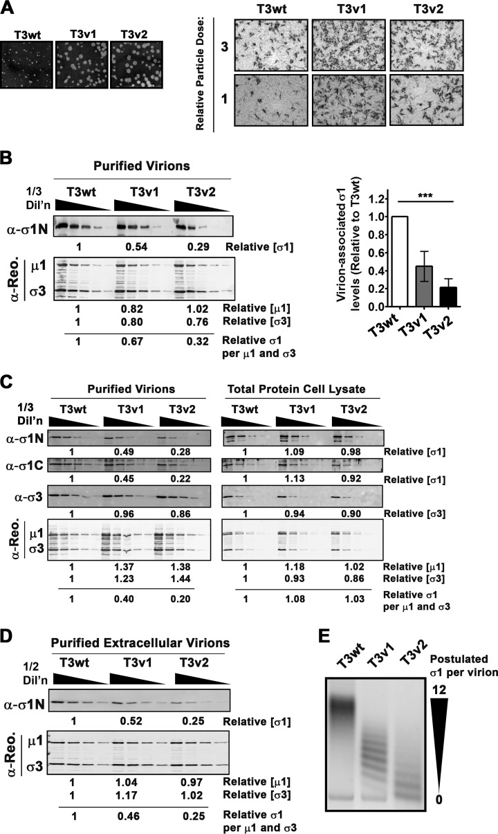 FIG 1