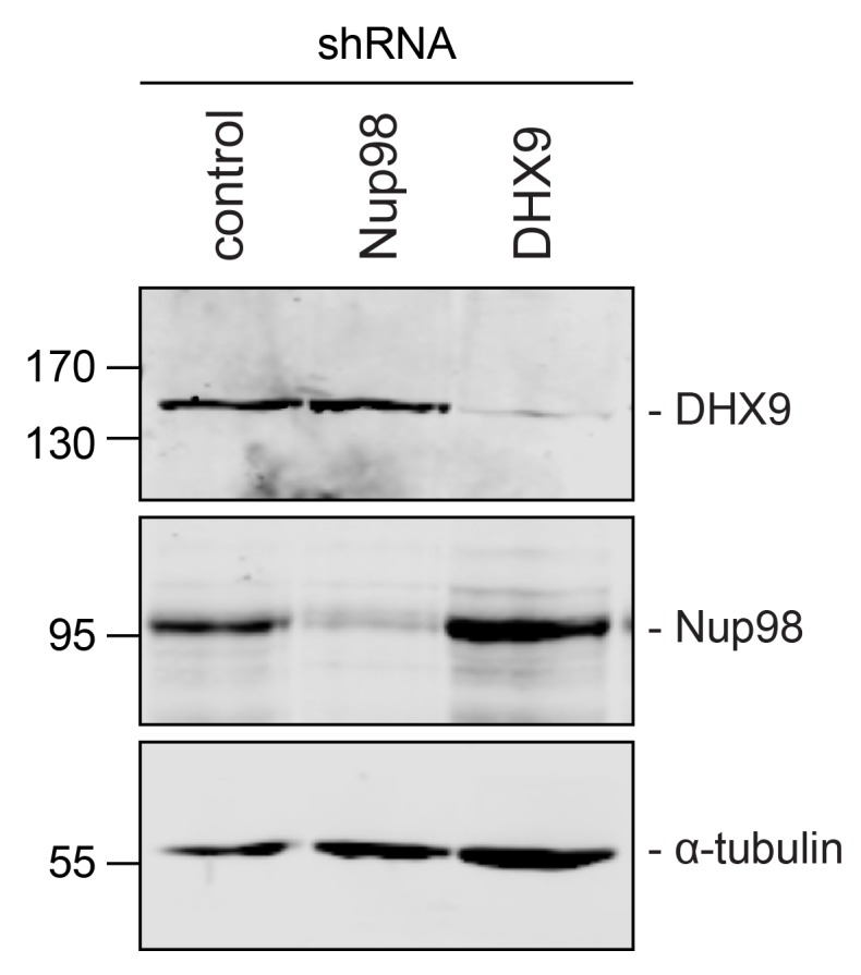 Figure 4—figure supplement 2.