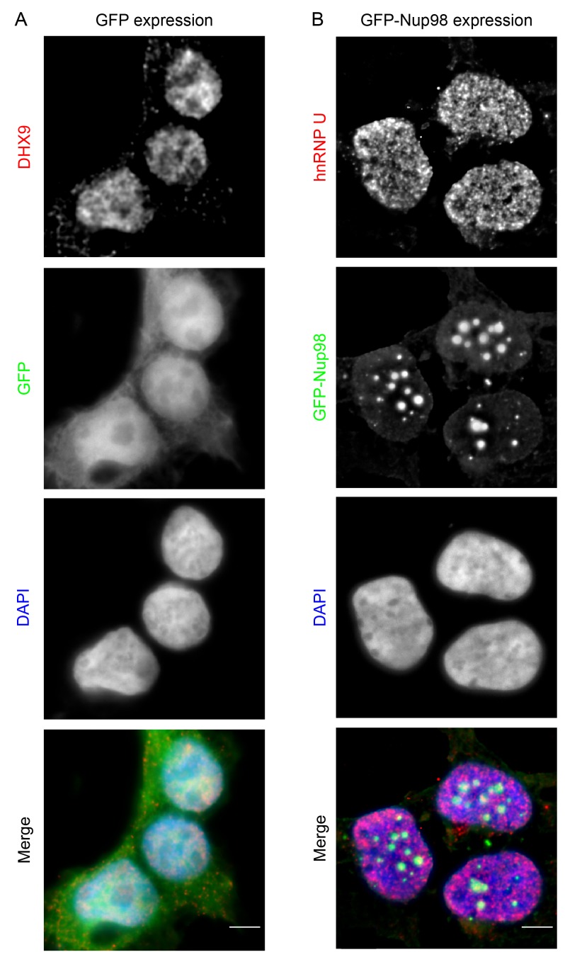 Figure 5—figure supplement 1.